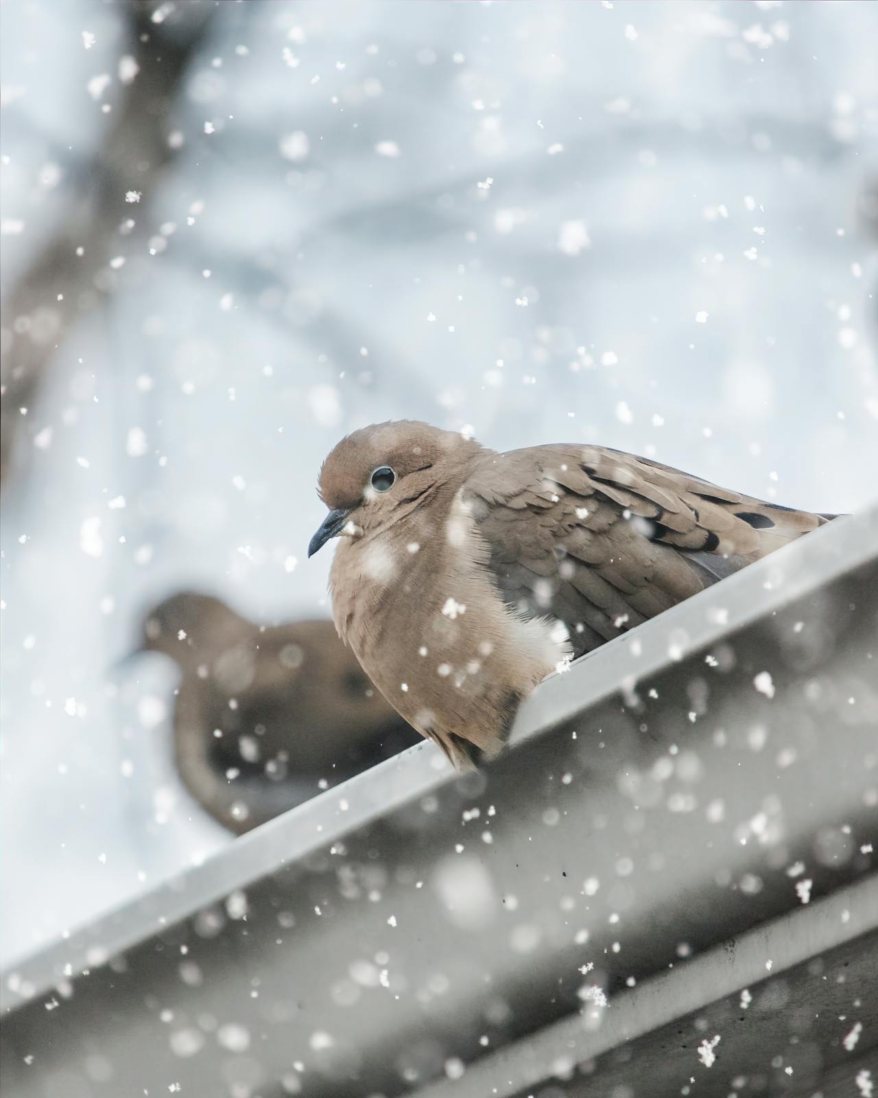 Bird perched on a residential rain gutter near its nesting area