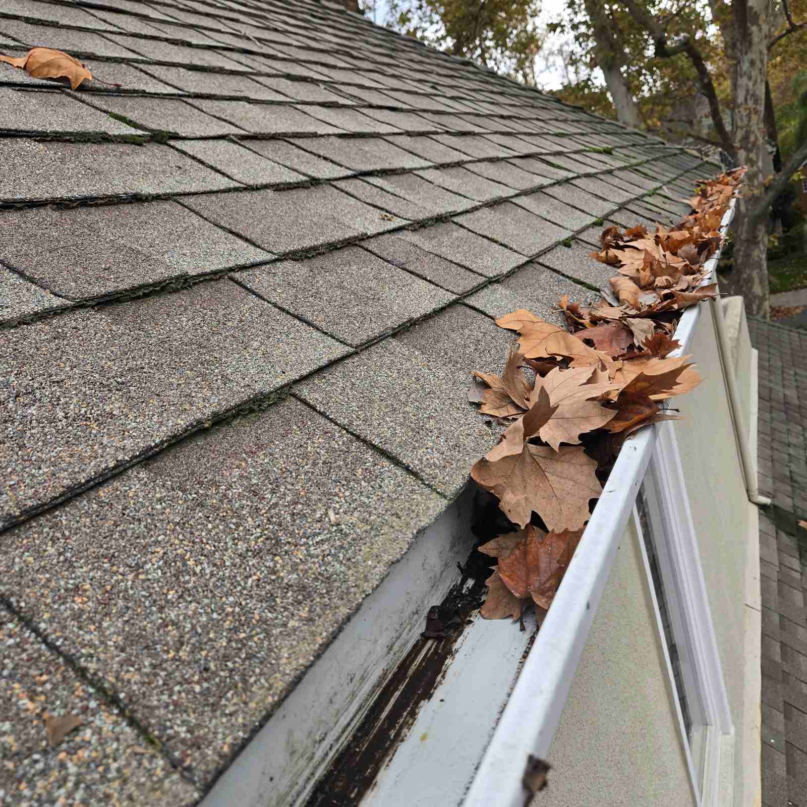 Gutter packed with oak leaves along a composition shingle roof before cleaning